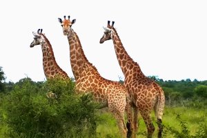 Giraffes