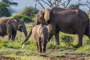 Elephants