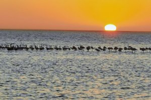 Flamingos Walvis bay Flamingos Walvis bay