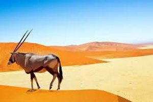 Gemsbok