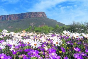 Flowers in Namaqualand