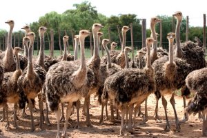 Ostriches